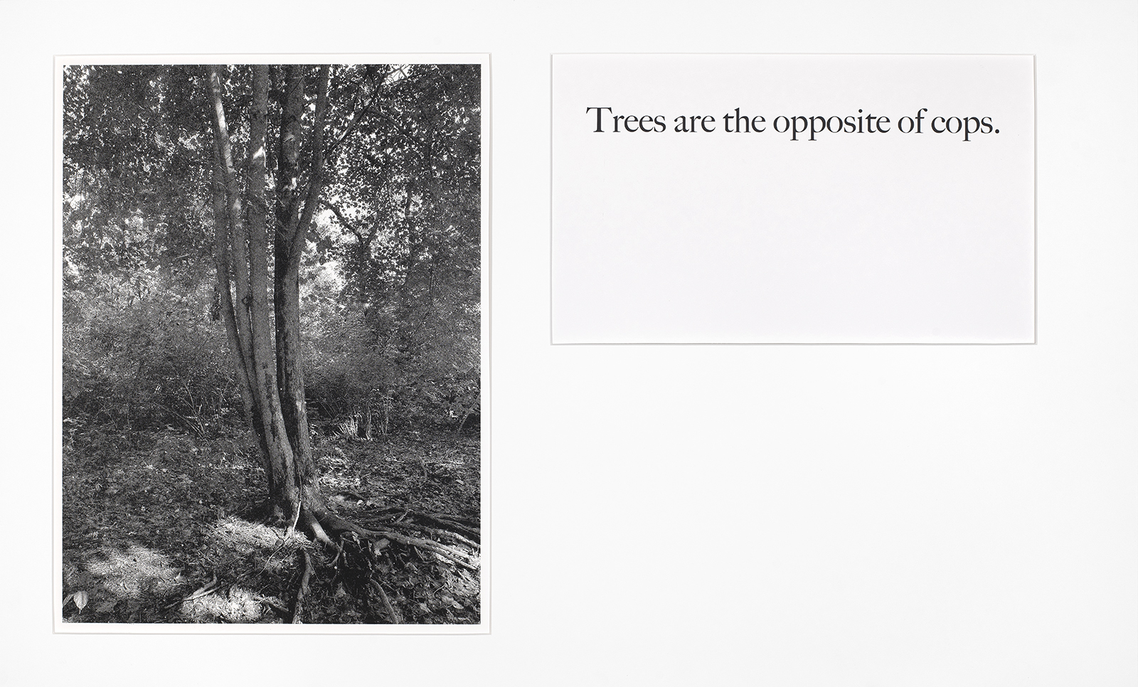 A black and white photograph of a tree with roots exposed, surrounded by bushes.  Text beside the image states: “Trees are the o