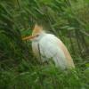 Cattle Egret (RMBS)