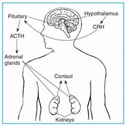 Signaling pathway involving cortisol