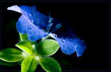 Blue Light Flower