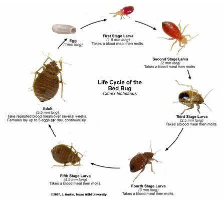Bed Bug Facts