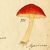 #31 FINAL Fungi selecti picti
