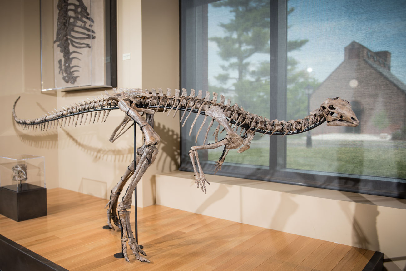 small dinosaur skeleton in the Beneski Museum