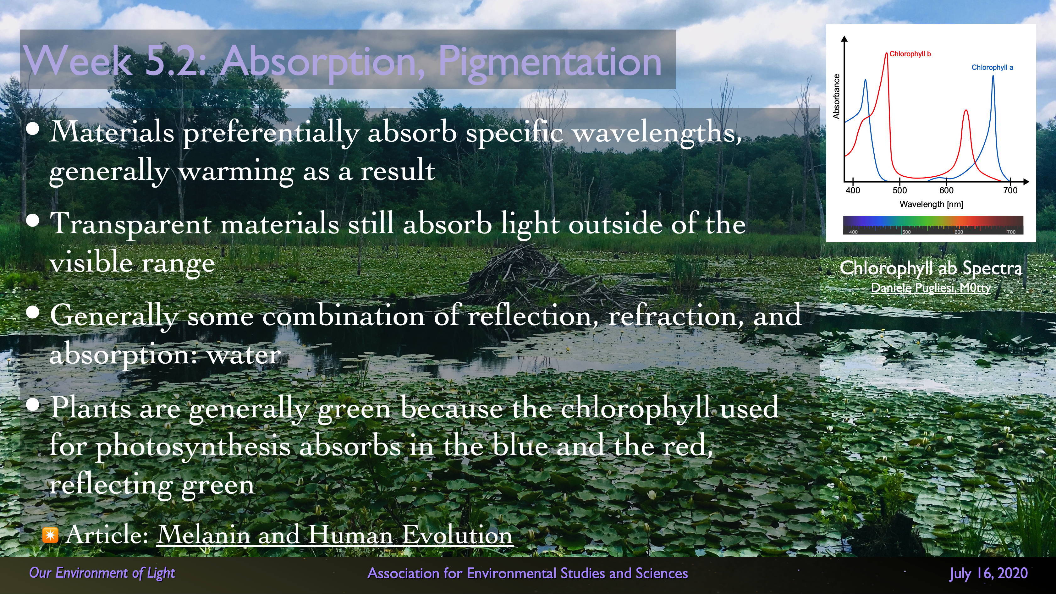 Slide showing a green swamp with beaver lodge, along with a graph of light absorption for photosynthesis.