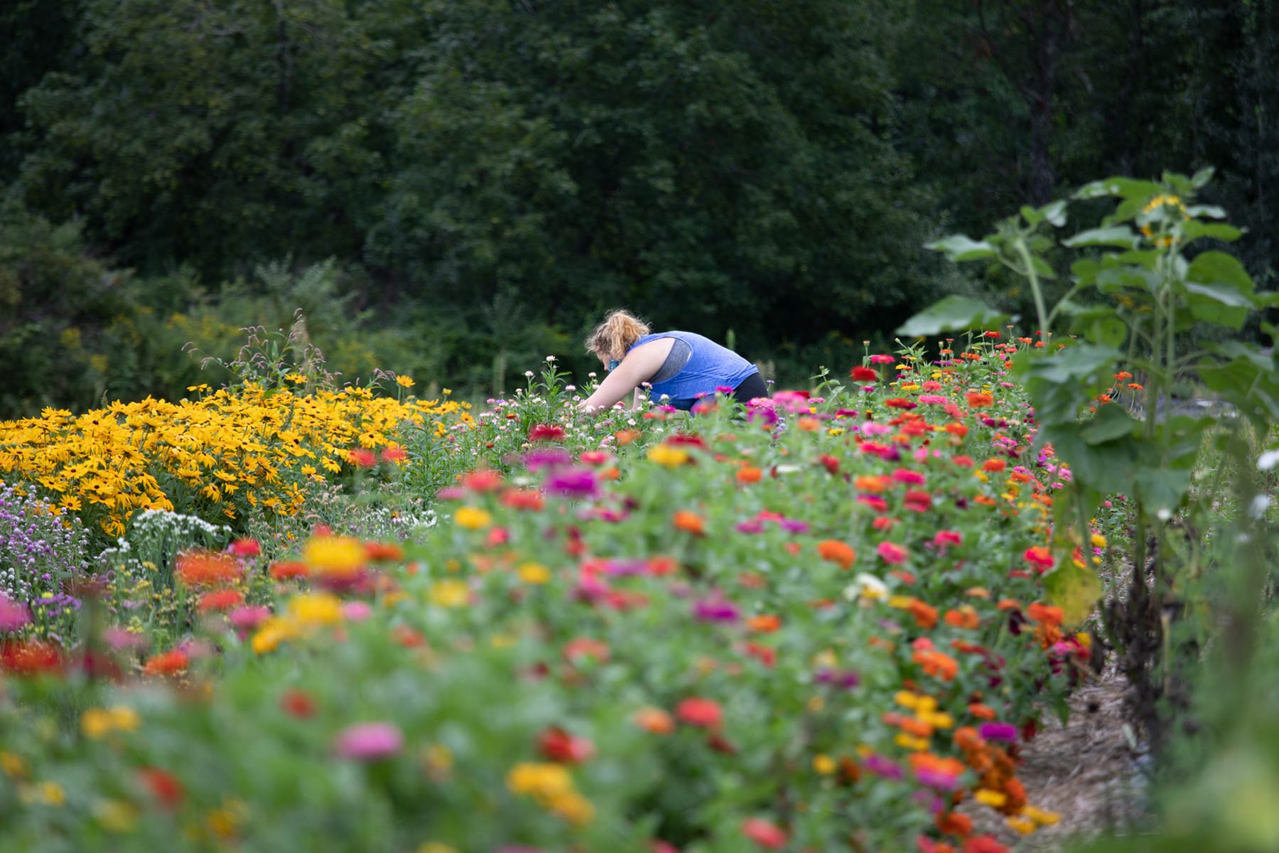 a student in a field of flowers on the book and plow farm