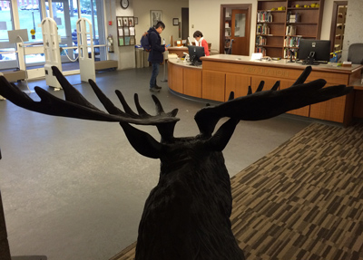 The moose in Frost Library