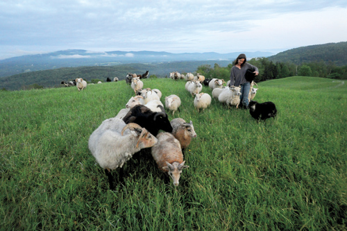 Helen Whybrow ’90 in field with sheep