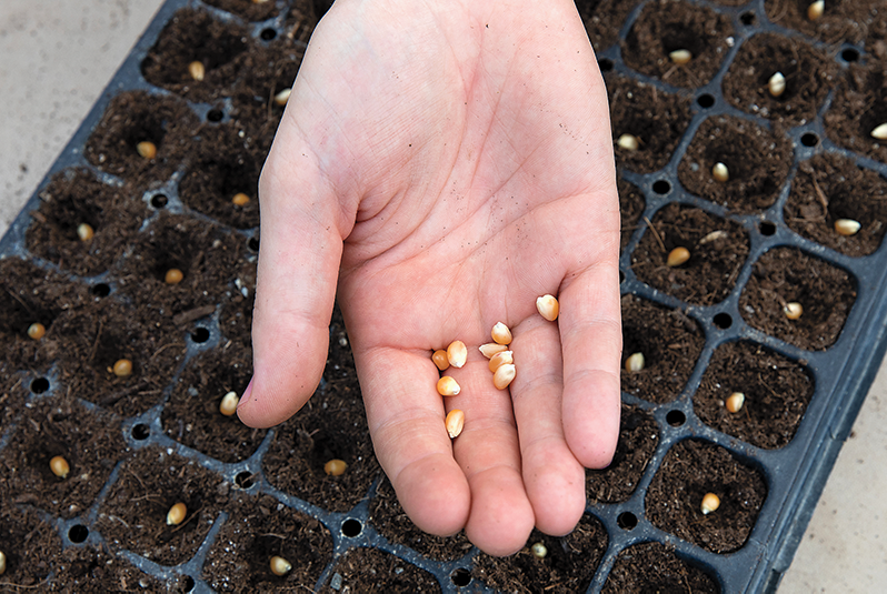 A hand holding a few corn kernels