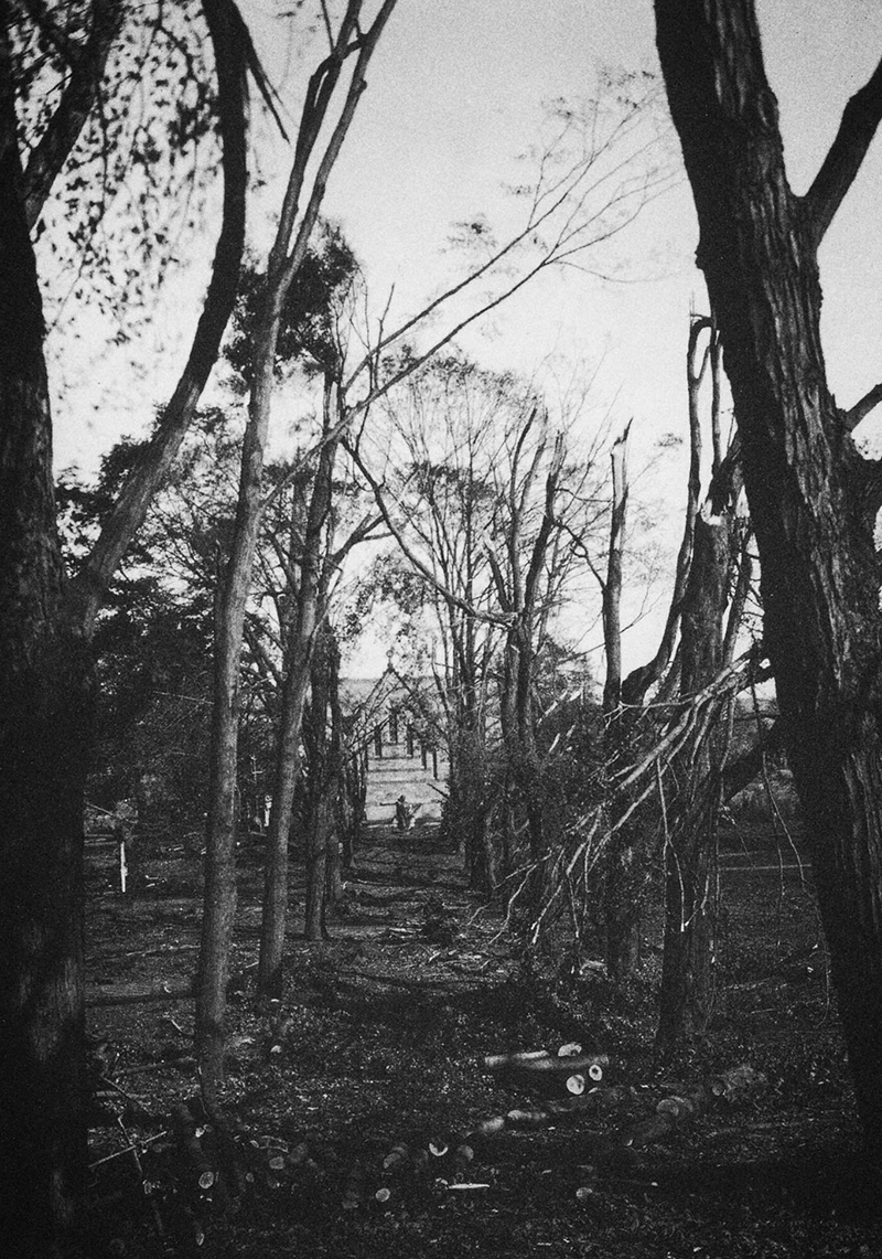 A black and white photo of trees destroyed