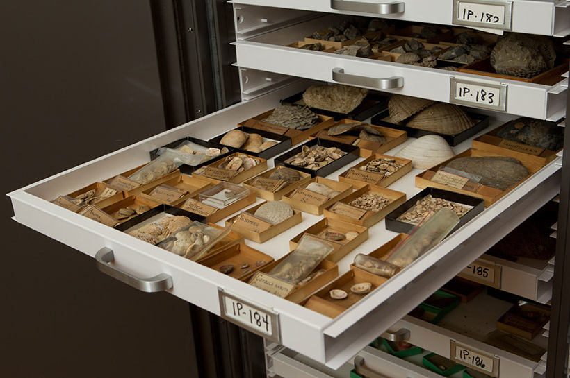 Invertebrate Paleontology drawer