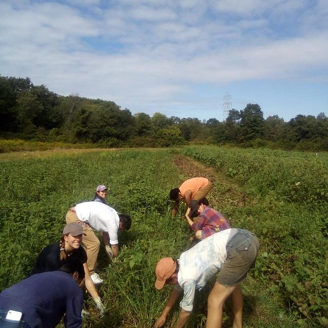 several people harvesting vegetables by hand on a farm