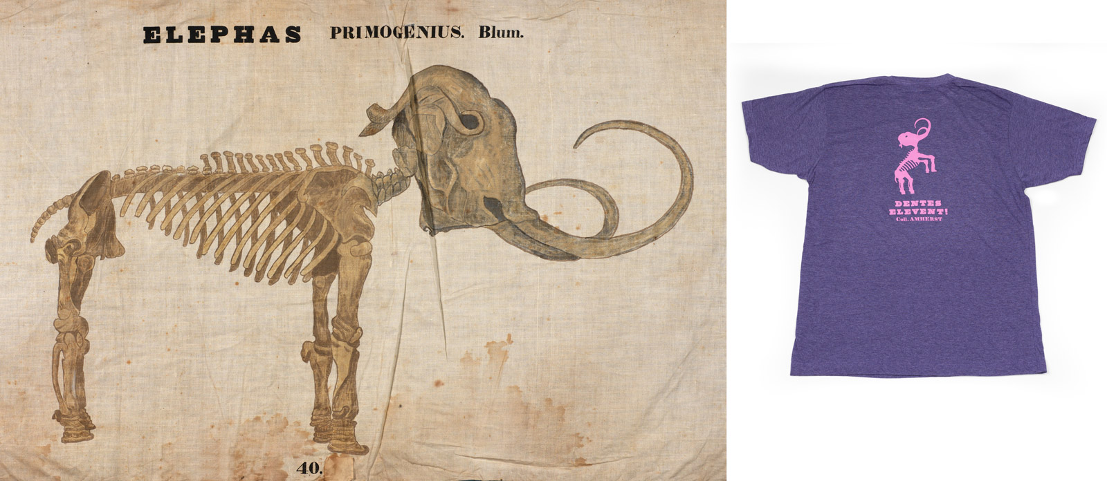 antique image of a mammoth skeleton paired with a purple t-shirt showing the mammoth skeleton