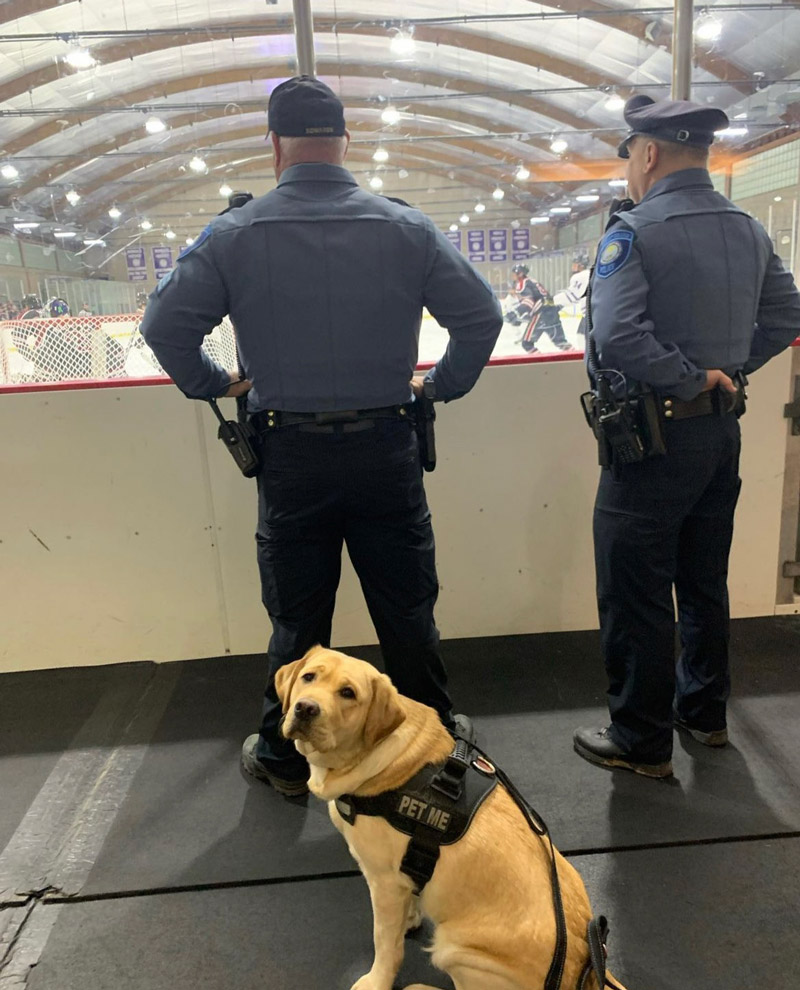 Moose the comfort dog with two college police officers