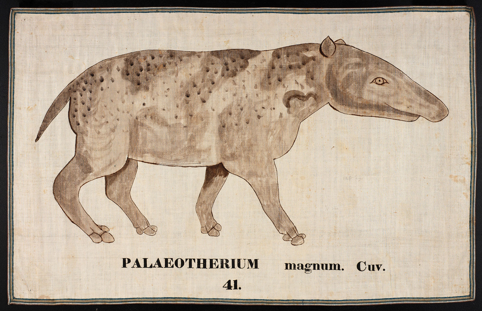 Palaeotherium by Ora White Hitchcock