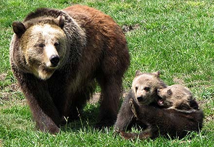 Bear Sanctuary, Washington State University