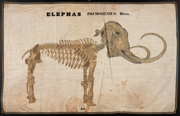 antique illustration of a mammoth skeleton