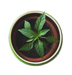 Image of potted plant