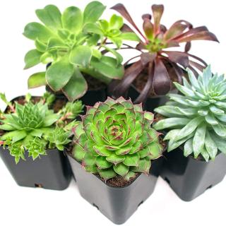 5 succulents in small black pots on a white background.