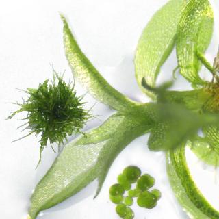 Closeup photo of green plant parts