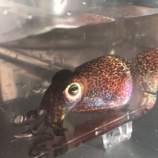 Photo of an iridescent Hawaiian bobtail squid in a tank of water