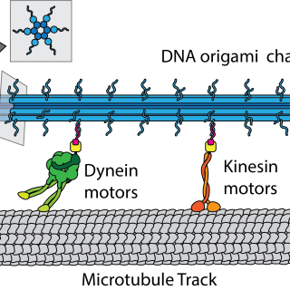 Colorful research illustration showing the arrangement of a "Microtubule Track," "Dynein motors," "Kinesin motors" and a "DNA origami chassis"