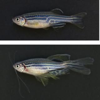 Research images of two zebrafish