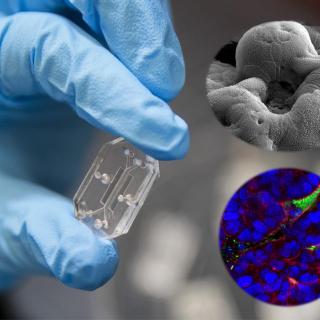 Research image showing a hand in a blue glove holding a “gut-on-a-chip” microsystem, shown alongside microscopic images of microbes