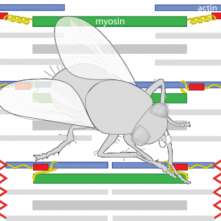 Colorful image representing Krans' fruit fly research