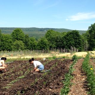 Photo of three students planting in a field at Book and Plow Farm