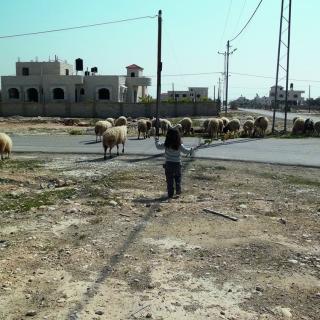 Photo by Wendy Ewald of a child with her back to the camera, looking toward a flock of sheep crossing a road in front of a building