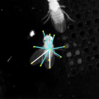 Research image of Drosophila marked with intersecting lines and dots