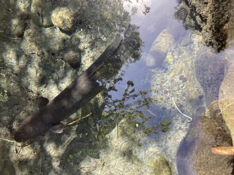 Image shows a dark grey eel swimming in clear water. The ground is covered in light brown rocks below the eel and there is some reflection on the water from the sun obscuring the eel from full view