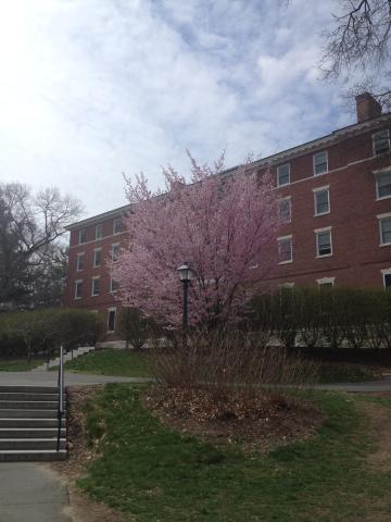 A view of Morrow Dormitory during spring