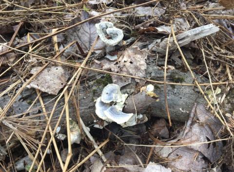 Two light blue mushrooms sprouting from a lot, pine needles and leaves around it