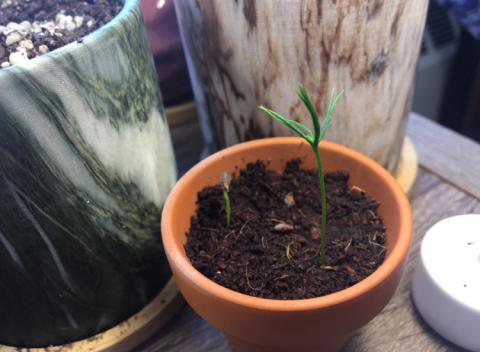 About two inch tall baby spruce tree sapling in a clay pot
