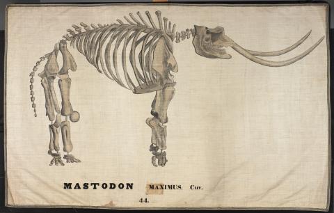 Mastodon painting by Orra White Hitchcock