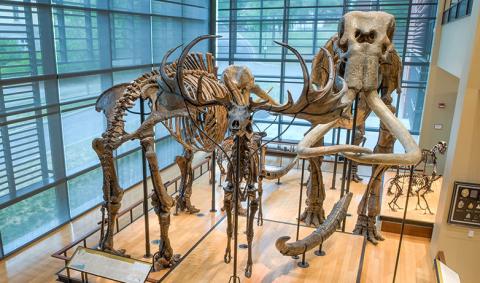Mammoth Display in the Beneski Museum of Natural History