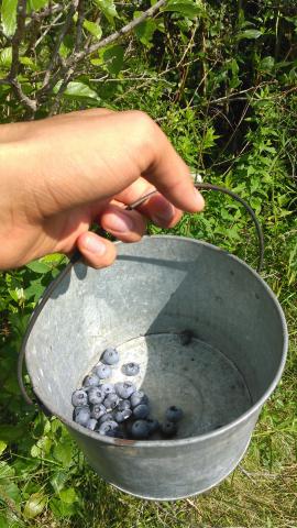 A few handfuls of blueberries in a pail