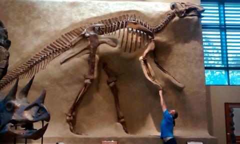 My dad pretending to hang off of the foot of a dinosaur skeleton in Beneski Natural History Museum
