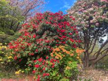 Image shows bright red, orange, and yellow flowers in the center. There are also pink flowers toward the top right and left corners of the photo. There is a blue sky in the background