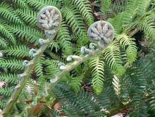Image shows new ferns still curled in on themselves in a spiral shape. In the background are already unfurled ferns with bright green leaves