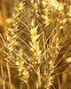 wheat.gif