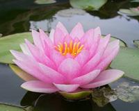 LotusBlossom.jpg