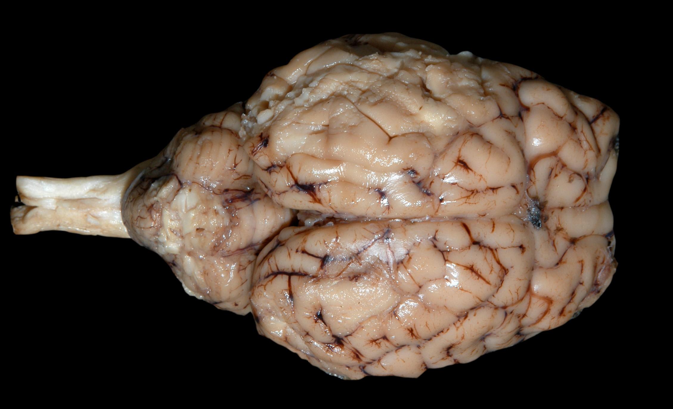 Lab Sheep Brain Images Amherst College