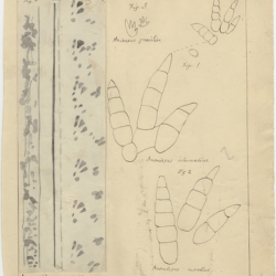 Hitchcock drawing of fossil footprints