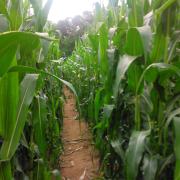 The Trail Though the Corn