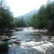 rocky river with view of evergreen trees and mountain in background