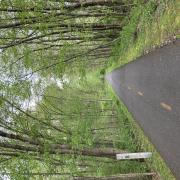 Image shows a paved path with trees on either sides with green leaves just beginning to start to grow