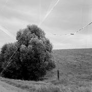 A black and white photo of a tree against an empty horizon