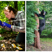 A photo of a young woman outside examining a wire fence and a photo of a black bear climbing a tree
